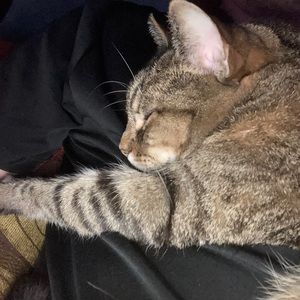 Meet your Posher, Adam